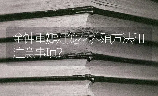 金钟重瓣灯笼花养殖方法和注意事项？ | 多肉养殖