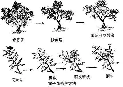 栀子花怎么修叶子？