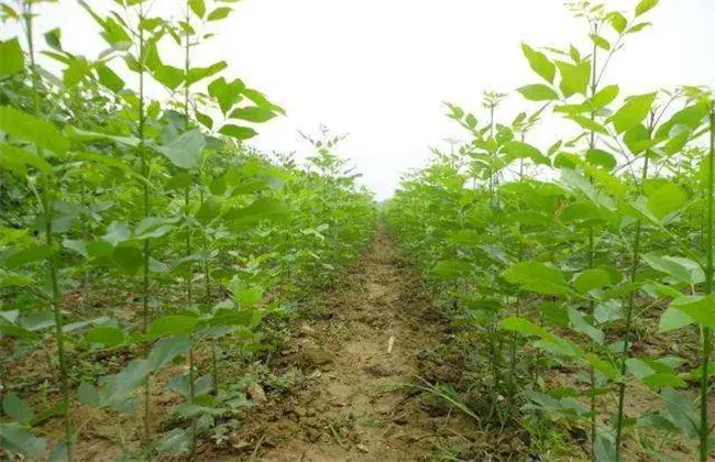 白蜡树的种植技术