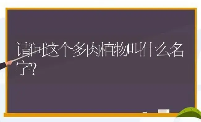 请问这个多肉植物叫什么名字？ | 多肉养殖