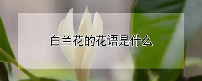 白兰花的花语是什么