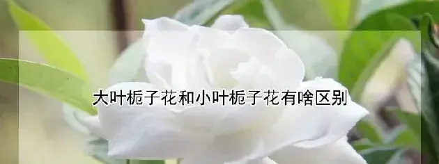 大叶栀子花和小叶栀子花有啥区别