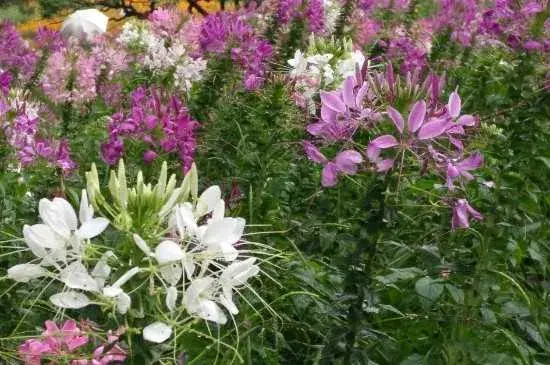 醉蝶花花语为神秘 醉蝶花的种植方法