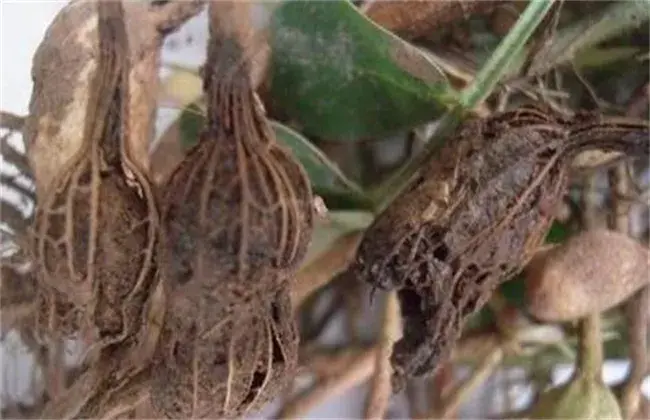 花生烂果的起因和防治和治疗办法