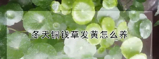 冬天铜钱草发黄怎么养