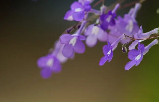 海豚花的养殖措施