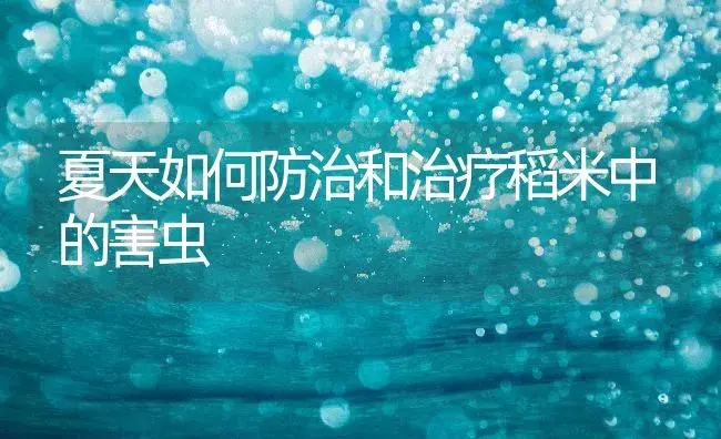 夏天如何防治和治疗稻米中的害虫 | 农作物种植