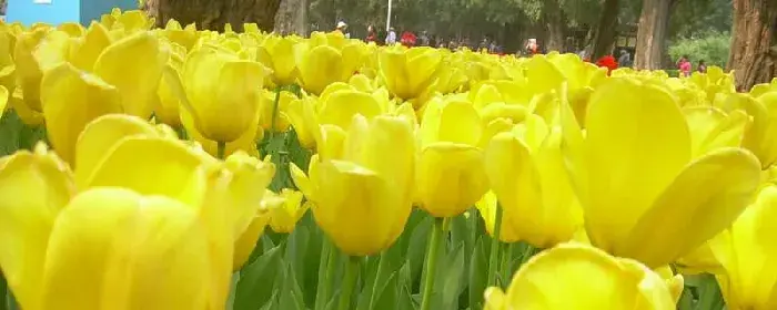 郁金香花语是什么意思