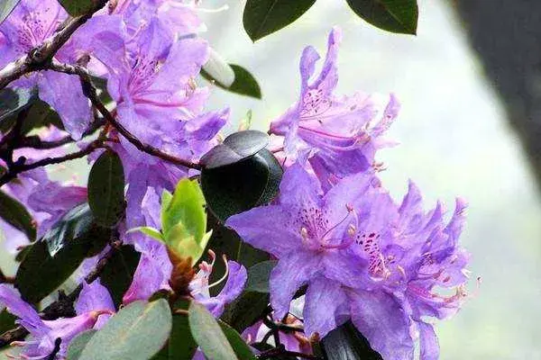 家庭种植花卉的花语总结：各种花卉的花语