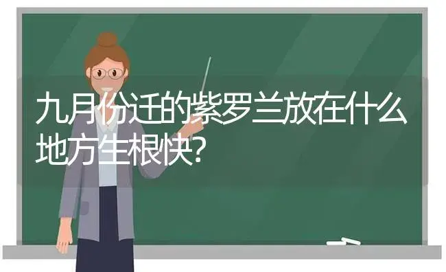 九月份迁的紫罗兰放在什么地方生根快？ | 绿植常识