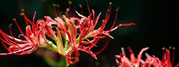 彼岸花冬天会开花吗