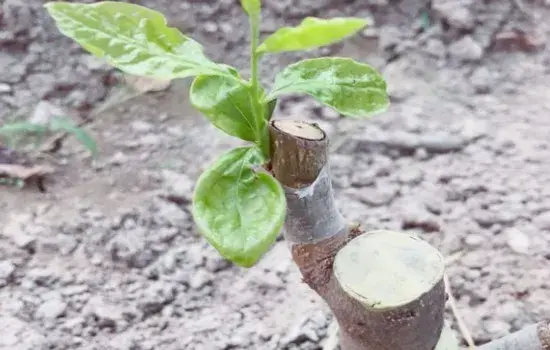 盆栽育苗 | 老鸦柿嫁接用什么砧木