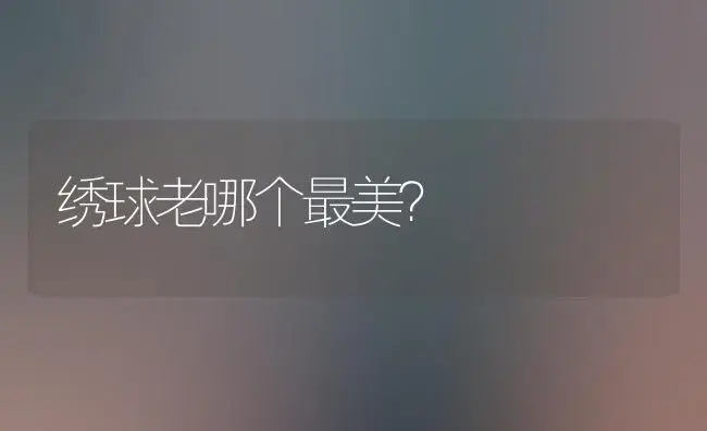 绣球老哪个最美？ | 绿植常识