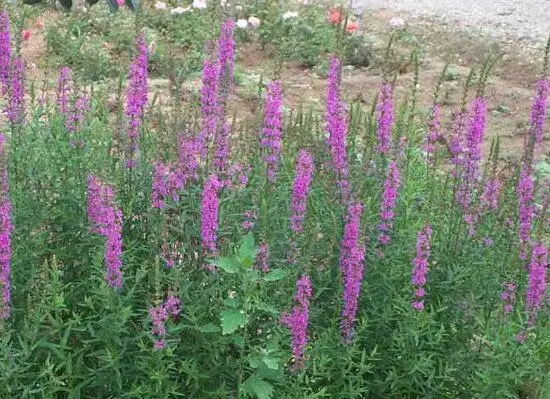 千屈菜的花语和传说，象征着湖畔迷路的孩子/孤独