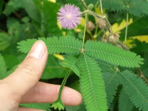 盆栽施肥 | 含羞草施肥方法