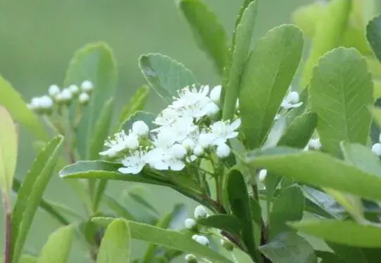 冬青的花语是什么，冬青的传说故事/花语为生命