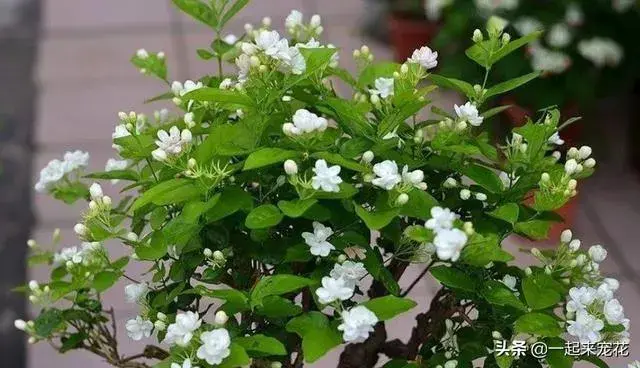 茉莉花八月份会开花吗？