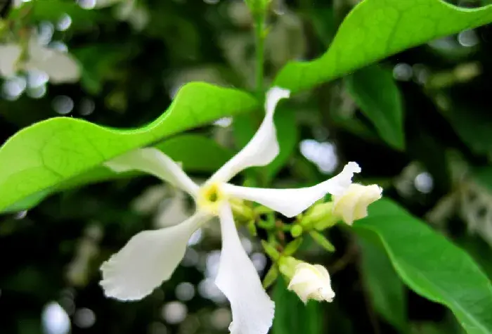 风车茉莉的花语是什么 没想到风车茉莉还有这么多作用呀