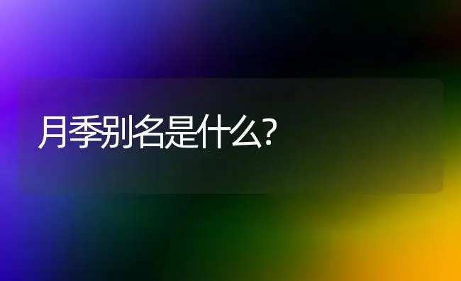 月季别名是什么？ | 绿植常识