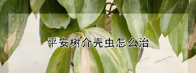 平安树介壳虫怎么治