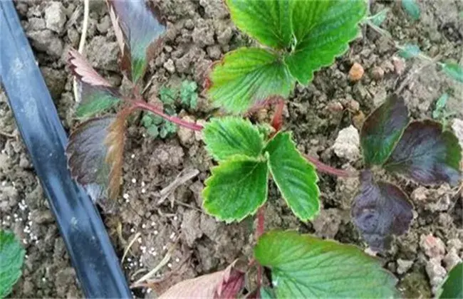 草莓茎秆、花瓣发红怎么办