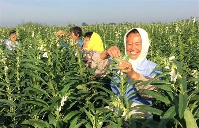 芝麻的栽培办法