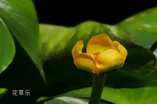 黄金莲（萍蓬草)花语有哪些？