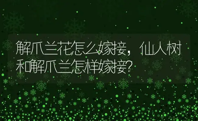 解爪兰花怎么嫁接,仙人树和解爪兰怎样嫁接？ | 多肉养殖