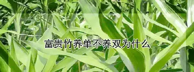 富贵竹养单不养双为什么