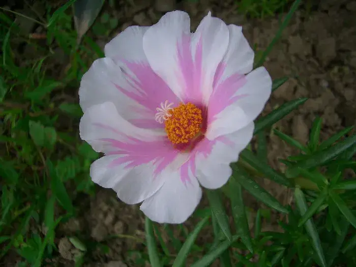 太阳花唯美花语，太阳花种植方法和时间