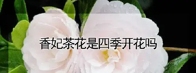 香妃茶花是四季开花吗