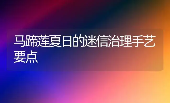 马蹄莲夏日的迷信治理手艺要点 | 家庭养花