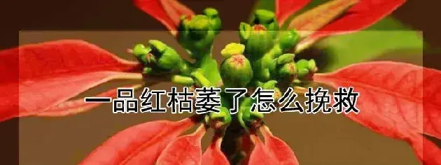 一品红枯萎了怎么挽救