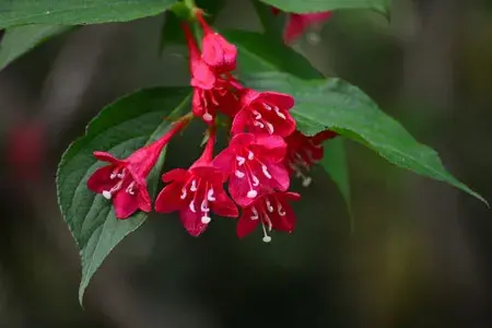 锦带花的花语是什么？