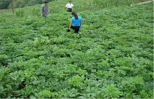 白芷的田间管理要点