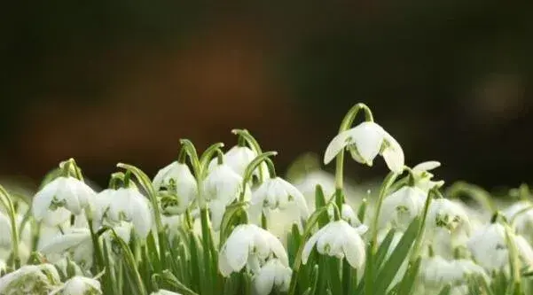 雪滴花的花语是什么 勇往直前的力量与希望_花语大全