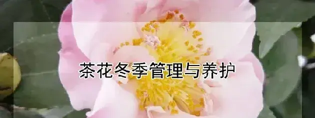 茶花冬季管理与养护