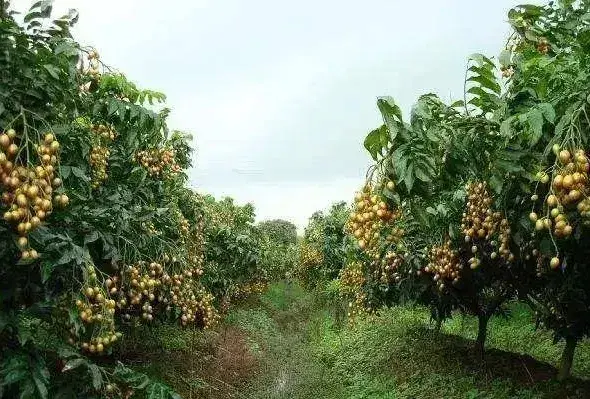 果树高接的时间及方法