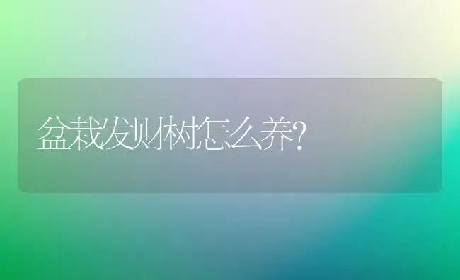 盆栽发财树怎么养？ | 家庭养花