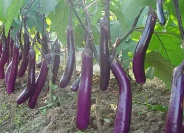 越夏再生茄子种植技术