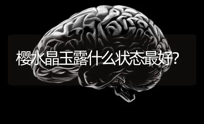 樱水晶玉露什么状态最好？ | 多肉养殖