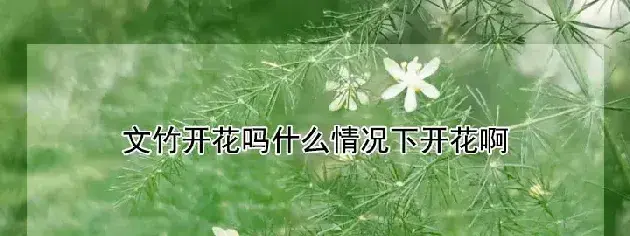 文竹开花吗什么情况下开花啊