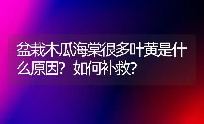 盆栽木瓜海棠很多叶黄是什么原因?如何补救？ | 绿植常识