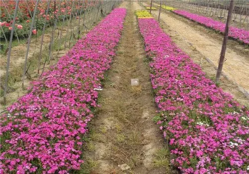 花卉果蔬盆景 | 丛生福禄考种植方法