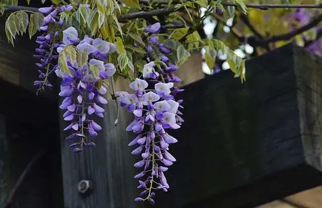 紫藤花的花语是什么？关于紫藤花的传说很美，也许你应该知道