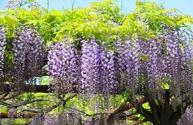 紫藤花的栽培措施和移栽