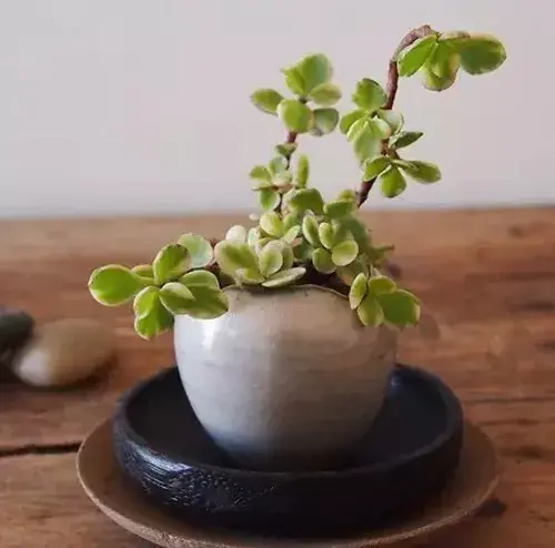 微型盆景 | 飞鸟鱼多肉植物微观盆景