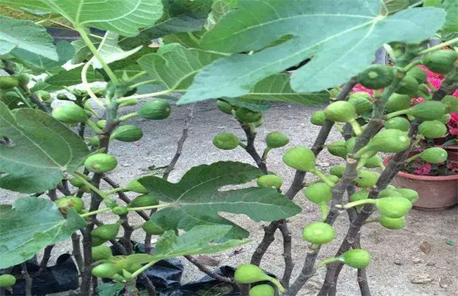 无花果无土种植技术