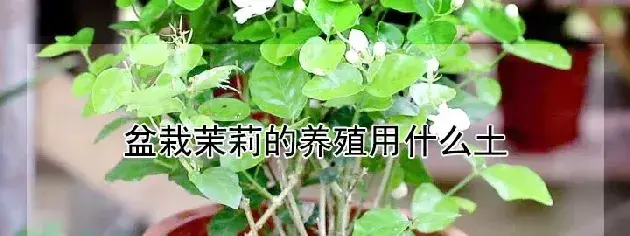 盆栽茉莉的养殖用什么土