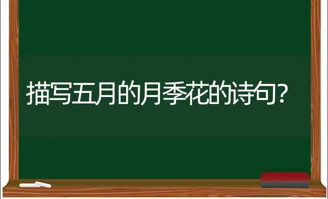 描写五月的月季花的诗句？ | 绿植常识